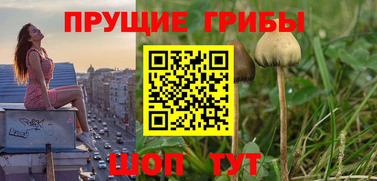 Галлюциногенные грибы ЛСД  Галлюциногенные грибы Psilocybine cubensis  Вход с VPN  Гай 